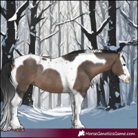 Horse Color:Brown Dun Splash Tobiano Rabicano