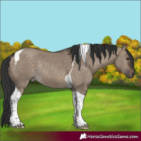 Horse Color:Brown Dun Tobiano Rabicano