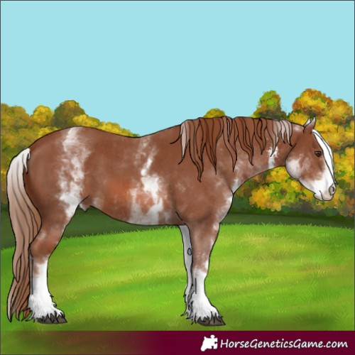 Horse Color:White Spotted Chestnut Sabino 