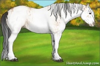 Horse Color:White Spotted Bay Dun Rabicano  and White Spotted Bay Dun Splash Rabicano 