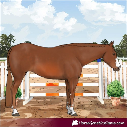 Horse Color:Chestnut 