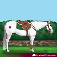 Horse Color:Blue Roan Splash Near Fewspot 