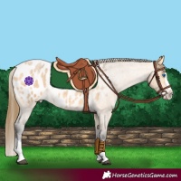 Horse Color:Buckskin Roan Splash Appaloosa 