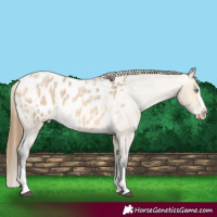 Horse Color:Buckskin Roan Splash Appaloosa 