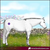 Horse Color:Gray Blue Roan Splash Near Leopard 