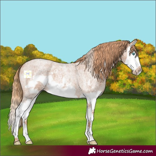 Horse Color:Red Roan Splash Frame 