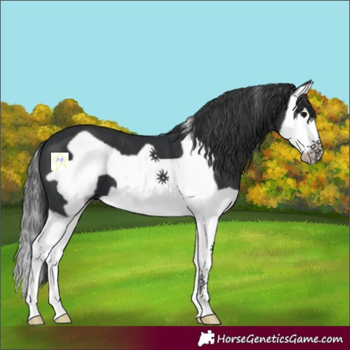 Horse Color:Black Splash Frame 