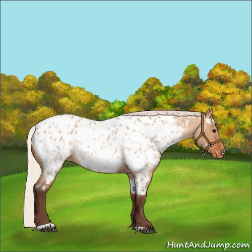 Horse Color:Silver Bay Roan Dun Sabino Appaloosa 