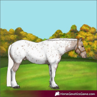 Horse Color:Silver Black Tobiano Near Leopard