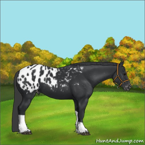 Horse Color:Black Tobiano Appaloosa 