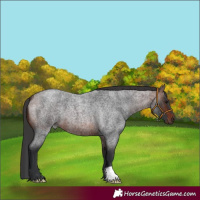 Horse Color:Brown Roan