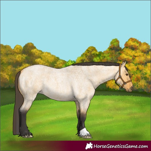 Horse Color:Buckskin Roan Dun 