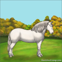 Horse Color:Cremello Dun  and Perlino Dun 