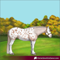Horse Color:Bay Splash Appaloosa 
