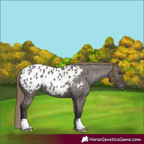 Horse Color:Smoky Grullo Appaloosa 