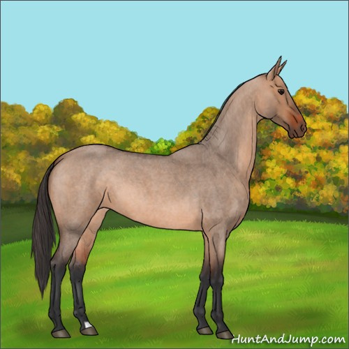 Horse Color:Bay Roan Dun 