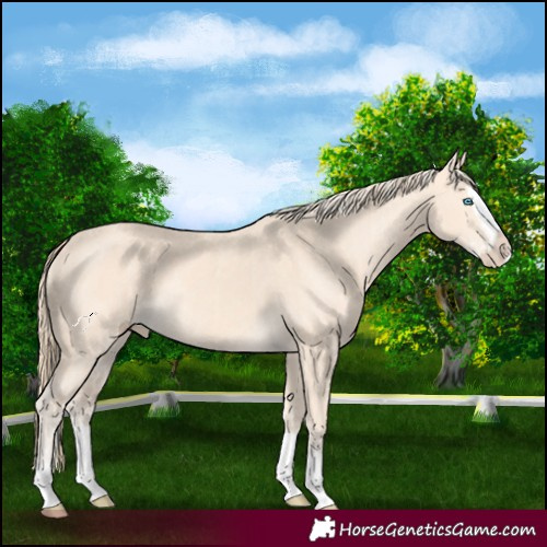 Horse Color:Cremello Splash  and Perlino Splash 