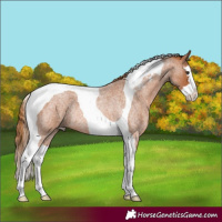 Horse Color:Red Roan Splash Tobiano Rabicano