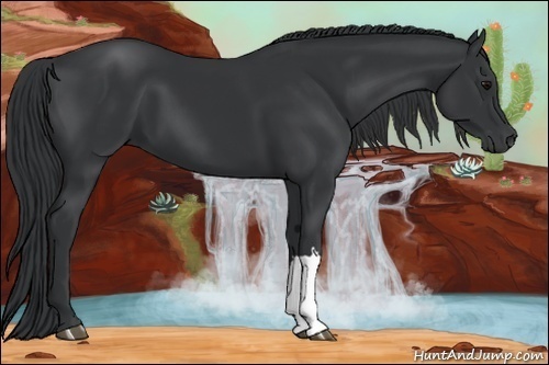 Horse Color:Black 