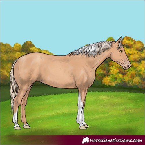 Horse Color:Gold Champagne Tobiano