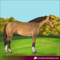 Horse Color:Buckskin Tobiano Rabicano 