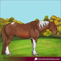 Horse Color:Chestnut Tobiano