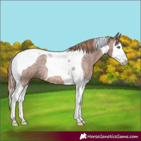 Horse Color:Red Roan Splash Tobiano