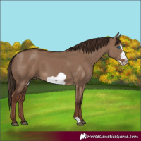 Horse Color:Liver Red Dun Frame 