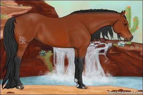 Horse Color:Bay 