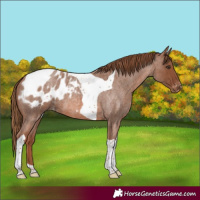 Horse Color:Red Roan Tobiano Appaloosa