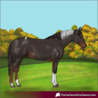 Horse Color:Liver Chestnut Tobiano 