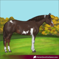 Horse Color:Liver Chestnut Tobiano Frame 