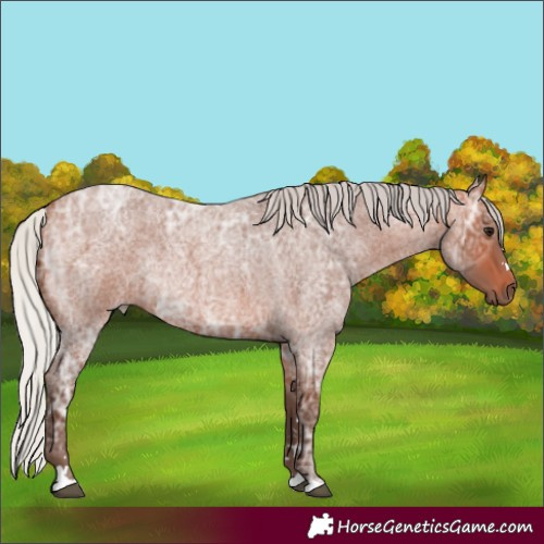 Horse Color:Silver Bay Ice Roan 