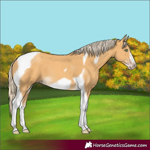 Horse Color:Gold Cream Champagne Tobiano Frame