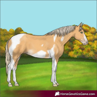 Horse Color:Gold Cream Champagne Tobiano Frame 