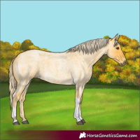 Horse Color:Palomino Roan Tobiano Rabicano 