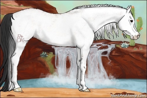 Horse Color:White Spotted Bay 