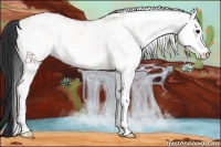 Horse Color:White Spotted Bay 