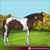 Horse Color:Liver Chestnut Tobiano 