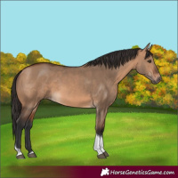 Horse Color:Bay Dun Tobiano Rabicano 