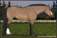 Horse Color:Bay Dun
