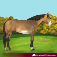 Horse Color:Buckskin Frame 