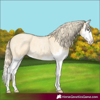Horse Color:Palomino Roan Dun Splash 
