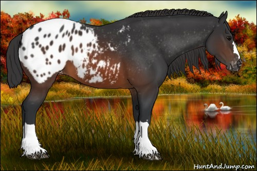 Horse Color:Brown Appaloosa