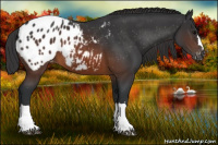 Horse Color:Brown Appaloosa 