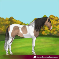 Horse Color:Bay Dun Tobiano Rabicano 