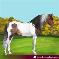 Horse Color:Bay Tobiano Rabicano 