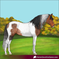 Horse Color:Bay Tobiano Rabicano 