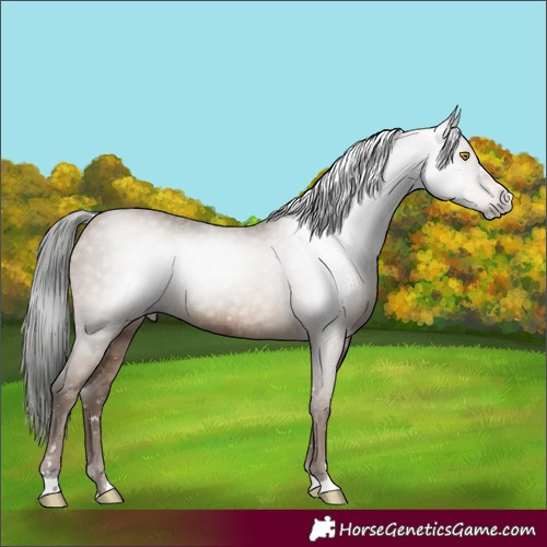 Horse Color:Gray Sable Champagne 