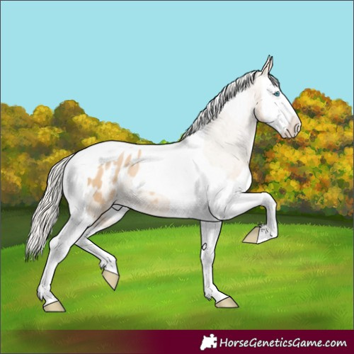 Horse Color:Palomino Pearl Splash Tobiano Appaloosa 